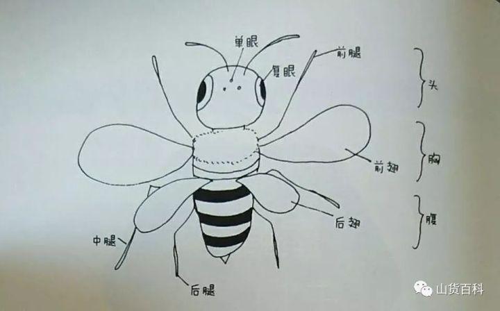 蜜蜂的体态结构与功能