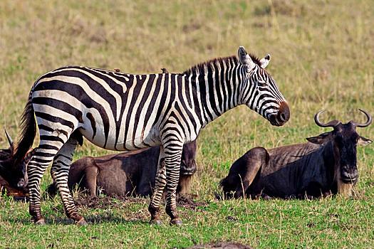 斑马,角马,国家公园,肯尼亚,非洲