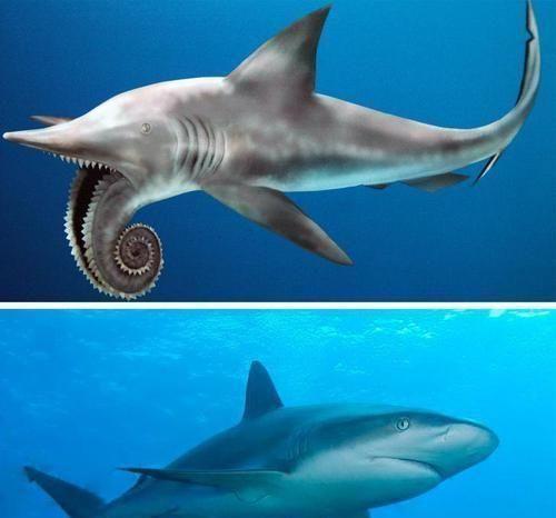 鲨鱼的诡异祖先旋齿鲨的一嘴大牙为何呈螺旋状