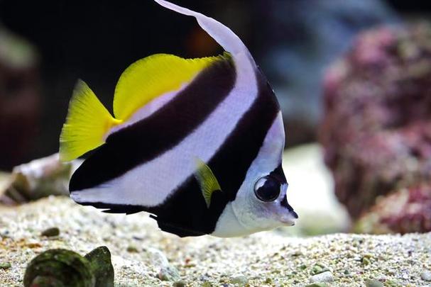 条纹蝴蝶鱼属于珊瑚礁种类的小鱼,它们的身体呈长梭形,身上有明显的