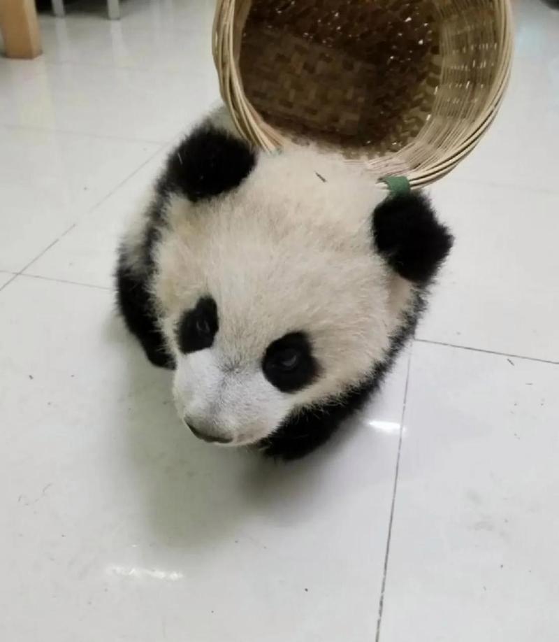 无意间在网上看到一组大熊猫宝宝背竹筐的图片,据说背竹筐的大熊猫