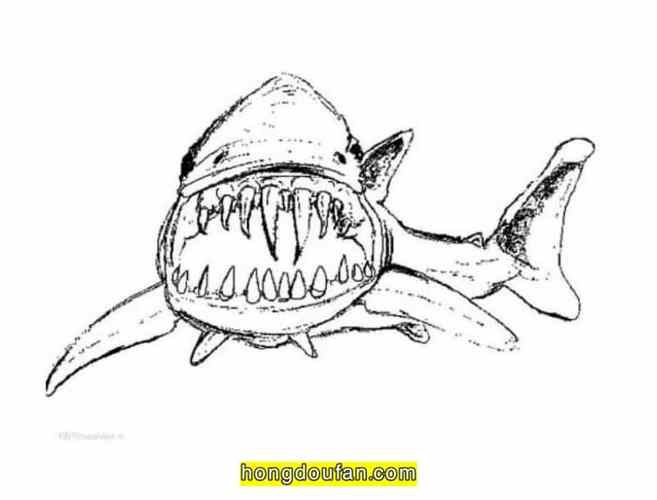 15张男孩子们最爱的大鲨鱼卡通简笔画和填色图片