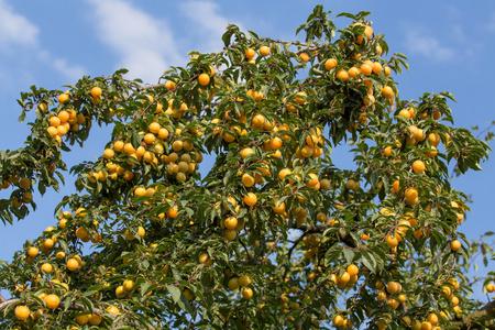 成熟的黄色李子树上.果树.季节性的收获.乌克兰照片