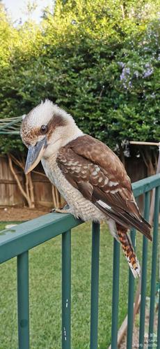 australian kookaburra 澳洲国鸟～笑翠鸟