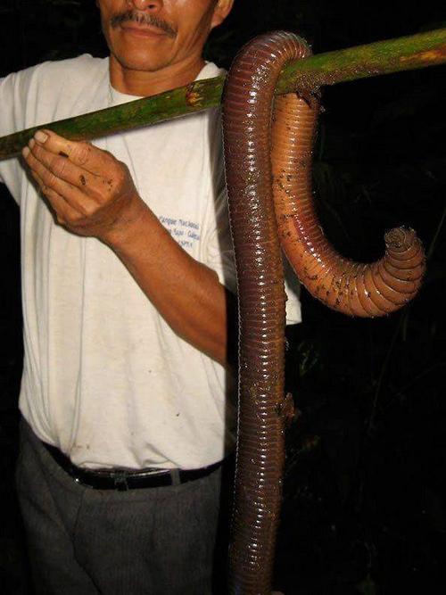 实拍:世界上最大的巨型蚯蚓,体长3米如同一条蛇_手机凤凰网