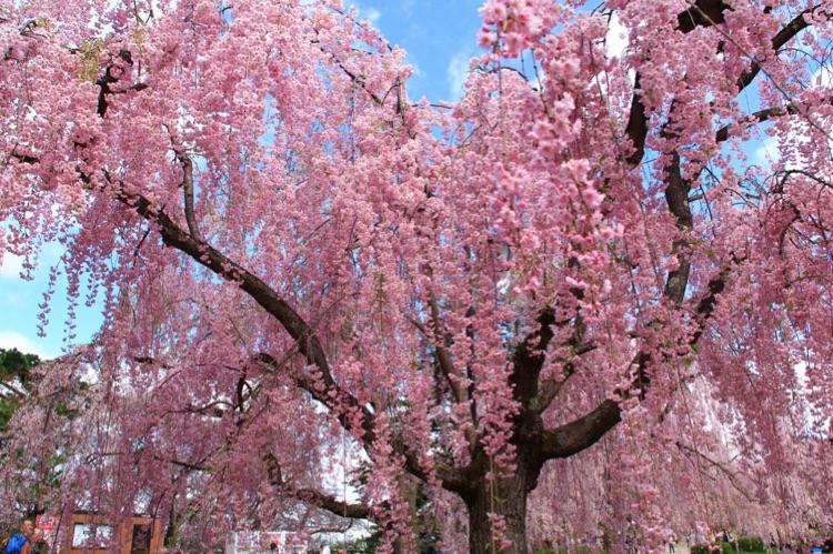 醉美观花乔木:垂枝樱花之八重红枝垂
