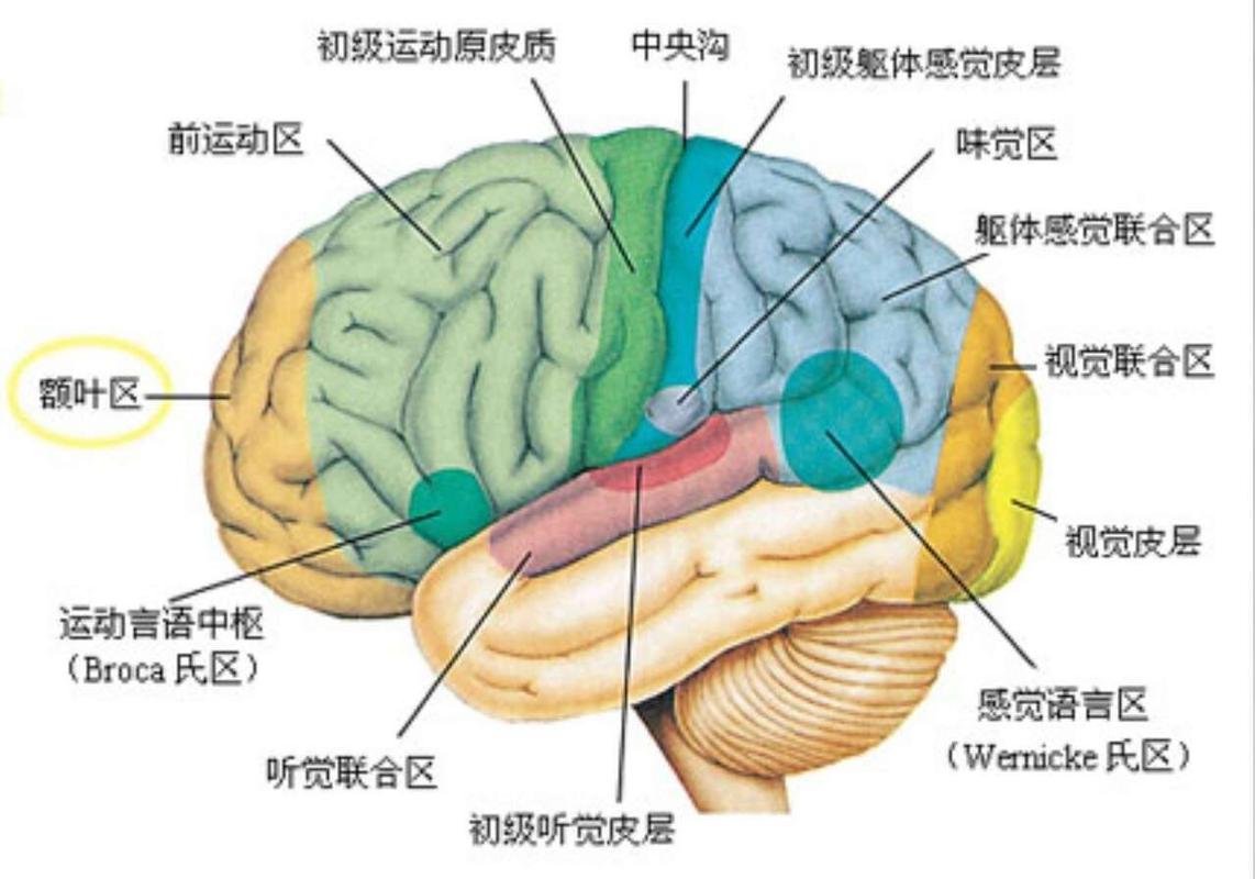大脑皱褶结构可预测精神分裂症发病概率