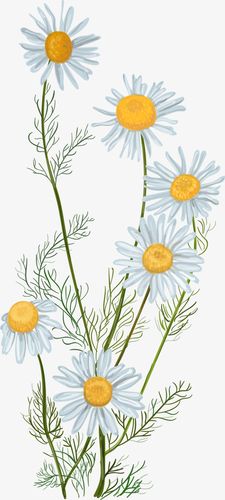 小清新手绘写实植物花卉元素设计