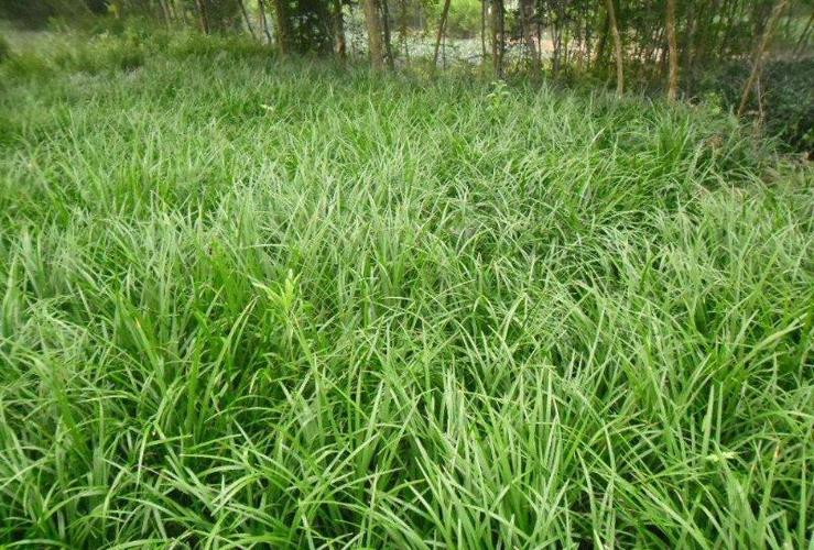 日本矮麦冬可以当草坪使用吗
