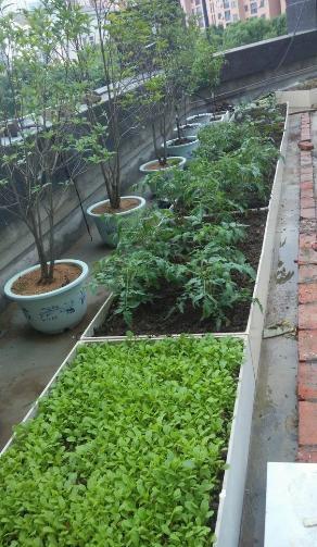 只是在楼顶搭了个瓷砖菜园竟引邻居踏破门槛蔬菜够吃一年