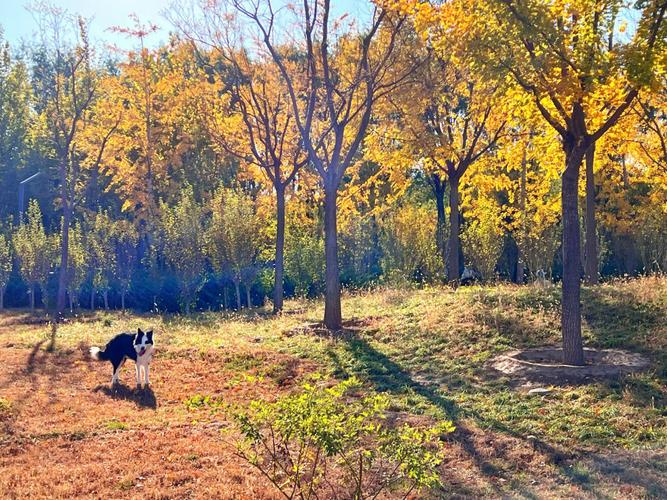 北京最美的秋宠物友好带狗子疯跑的好地方