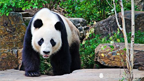 为什么很多猛兽都不敢攻击大熊猫?知道了它的别名,恍然大悟!