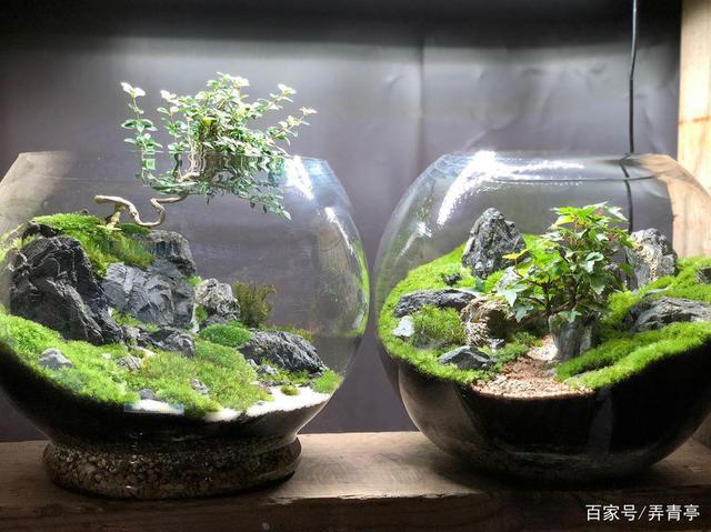 苔藓生态缸——圆缸系列