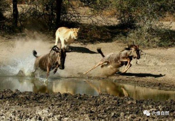 母角马想带小角马静静喝水,瞬间被雌狮吓得狂奔起来