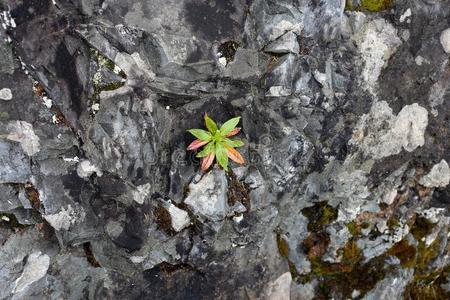 从岩石中生长的植物图片