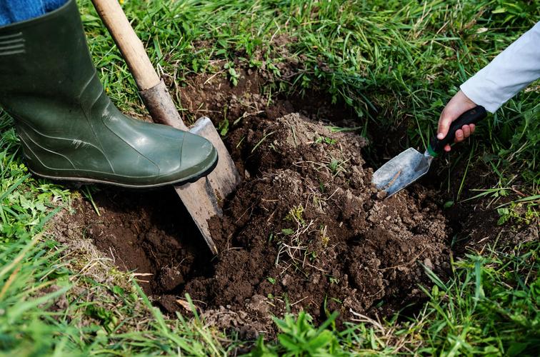 人类在地上挖了一个洞来种树312植树节