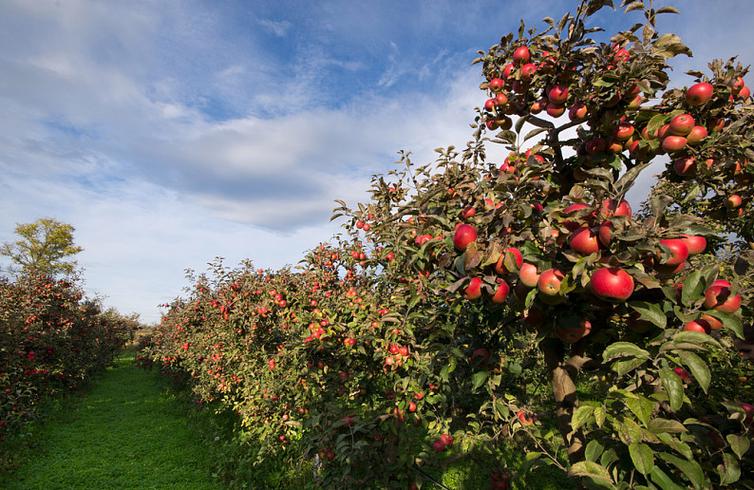 苹果园,成熟,苹果,树,果园_高清图片_全景视觉