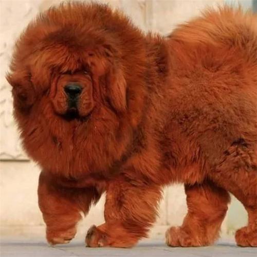 出售纯种藏獒幼犬 白色红色铁包金色藏獒犬 狮头藏獒巨型猛犬藏獒