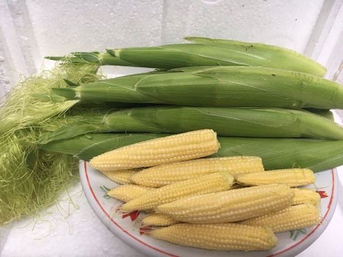 玉米横县水果新鲜10斤米芯蔬菜小玉米手机保护套