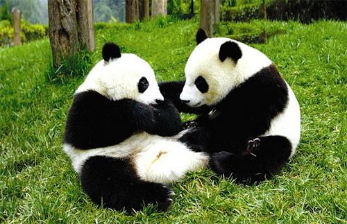 两只大熊猫登陆威海刘公岛