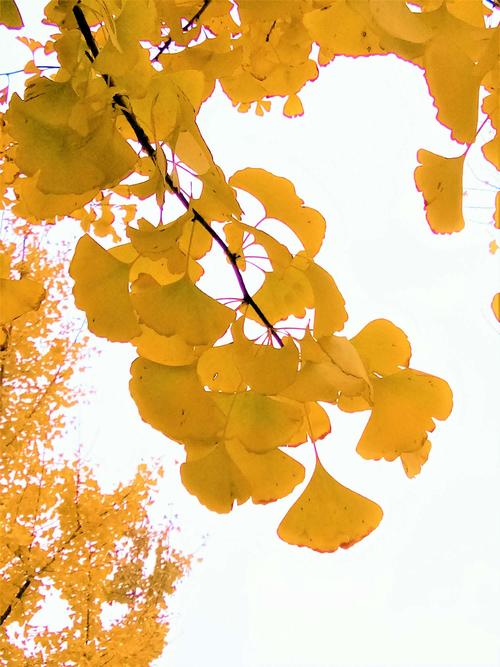 坐在银杏树下,仰望叶子淡定从容地飘落;行走银杏林间,聆听脚下窸