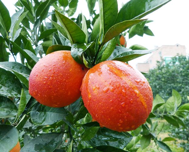 柑橘鲜果系列_屈姑产品_屈姑食品