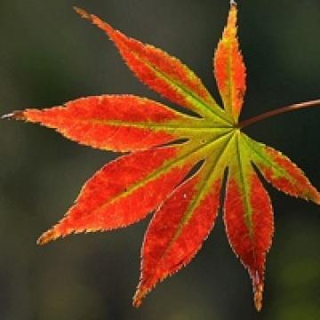 秋天红叶头像秋天的枫叶头像图片大全