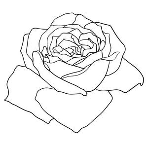 美丽的单色素描, 黑白玫瑰花分离照片