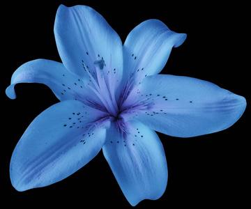 蓝色百合花在孤立的黑色背景与修剪路径.特写.没有阴影设计.性质照片