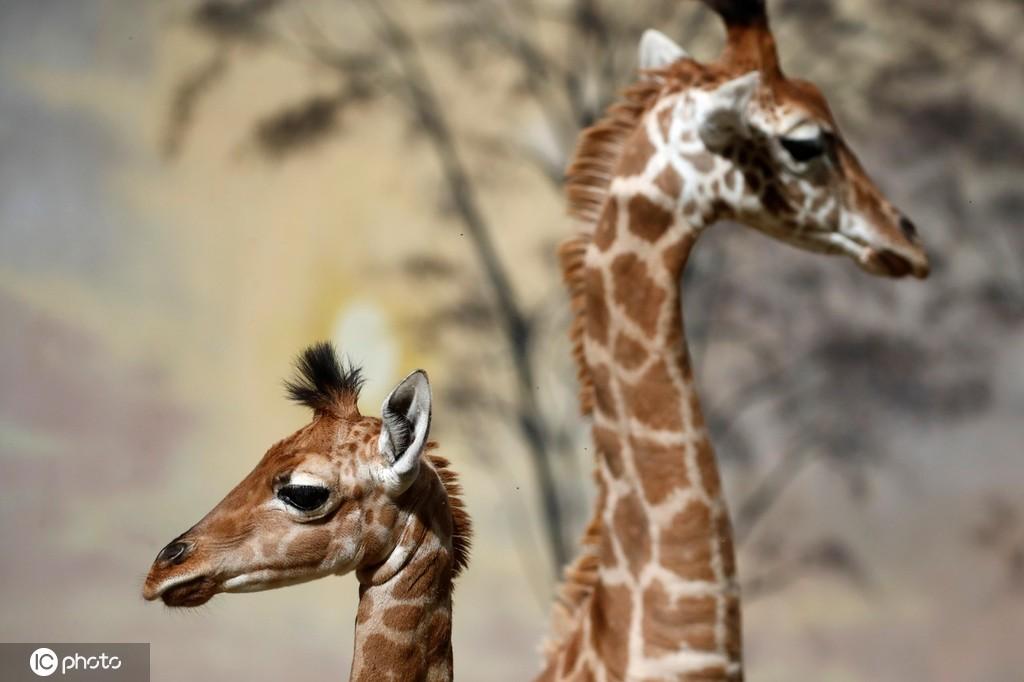 法国动物园新生长颈鹿宝宝亮相与同伴相互依偎画面暖心