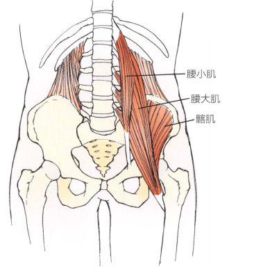解剖:腰大肌与髂肌.