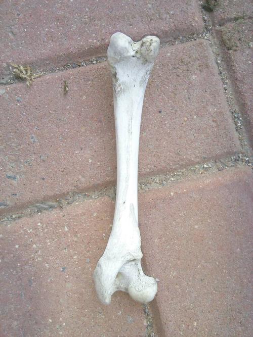 这是什么动物的骨头
