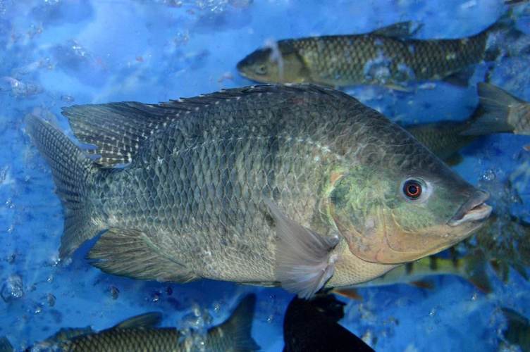 罗非鱼的奇特育儿方式用嘴来保护鱼卵和小鱼