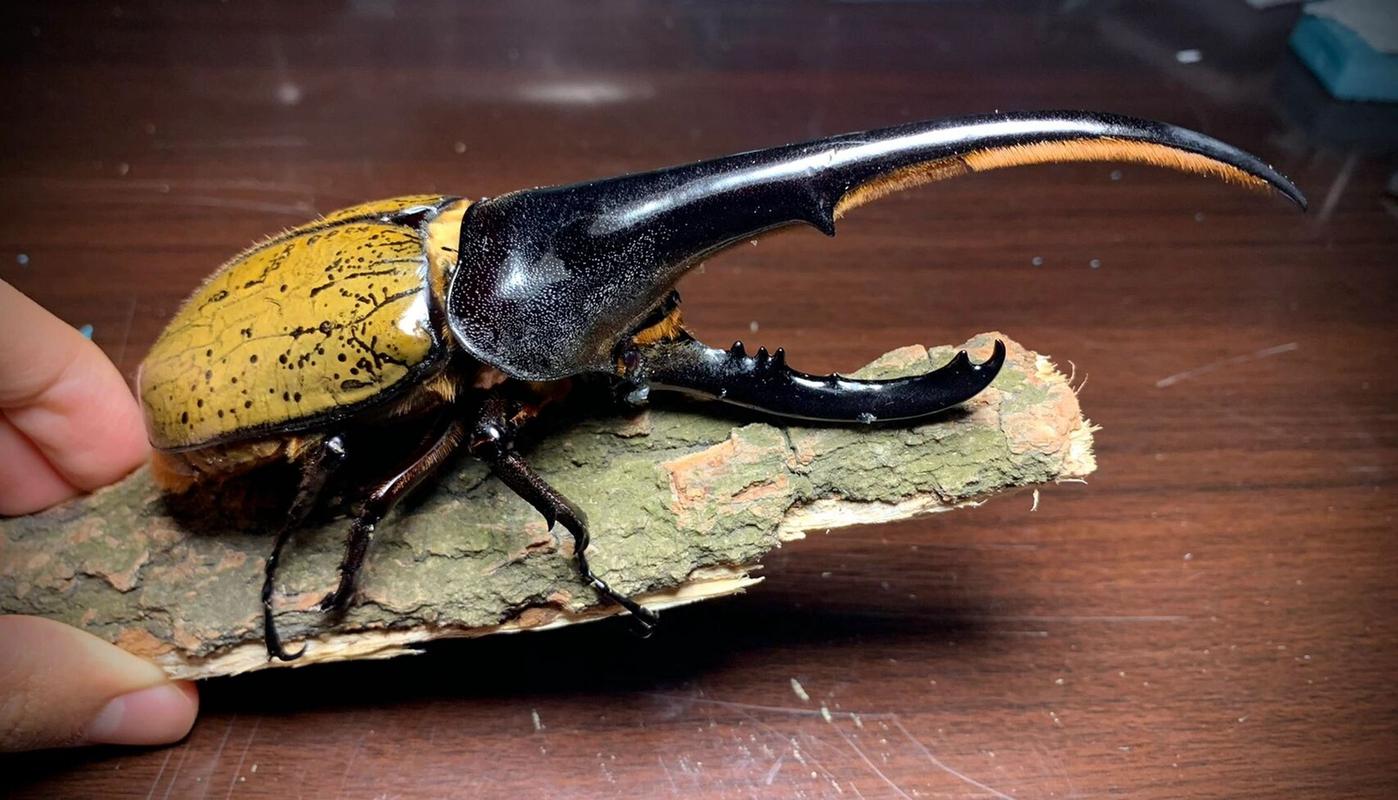 金甲巨人 长戟大兜虫,来自中南美洲热带雨林的巨型甲虫, 是世界上最长