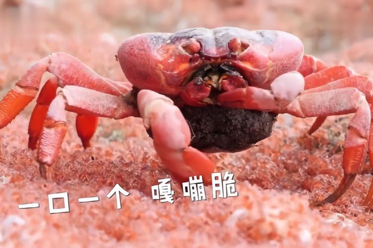 这种螃蟹吃自己孩子像吃爆米花一样网友趴下去用嘴直接吃多好
