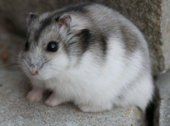 【花斑】仓鼠是一线中花色最多的品种,身体为白色和琥珀色相间的称为