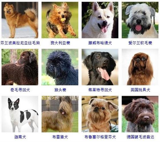 宠物狗的品种(178个宠物狗品种图片大全)-星图网