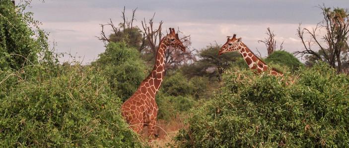 在野生动物园,肯尼亚,非洲的长颈鹿照片