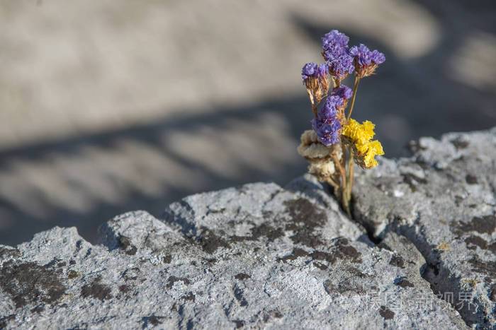 岩石上的黄色和紫色的花