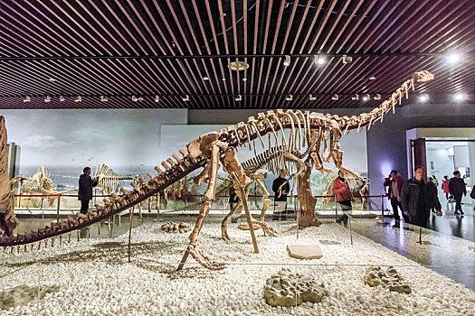中国江苏省南京博物院馆藏恐龙化石