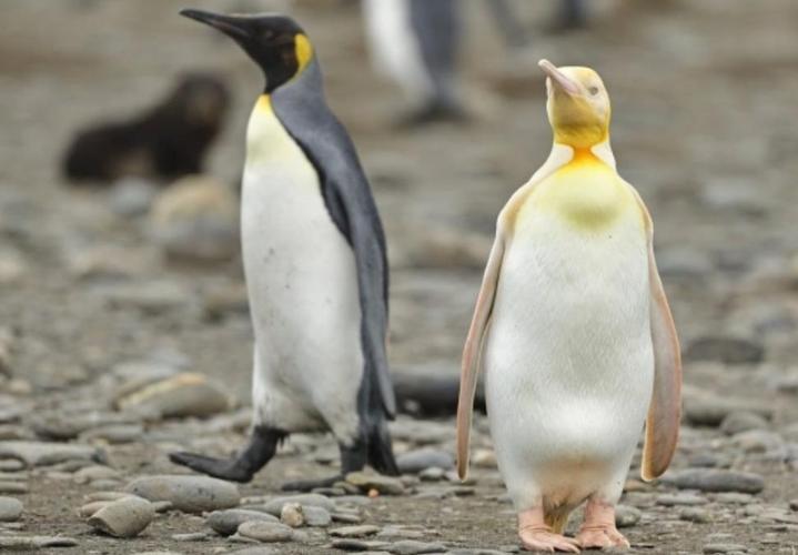 南极发现全球首只黄金企鹅-酷发现 - 极酷网