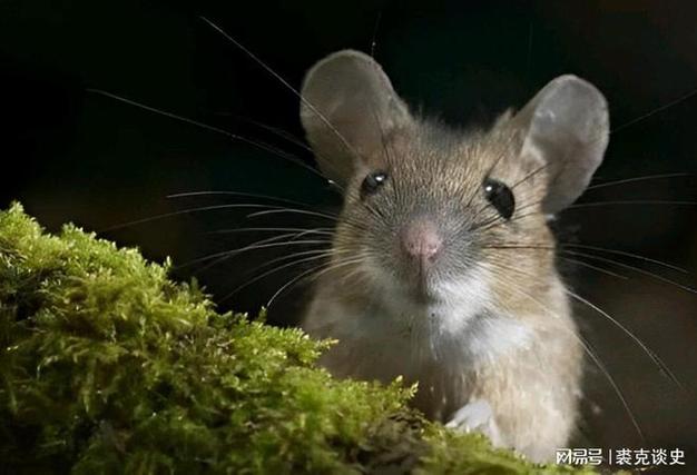 2009年湖北一村民家中惊现大量老鼠一场人鼠大战在所难免