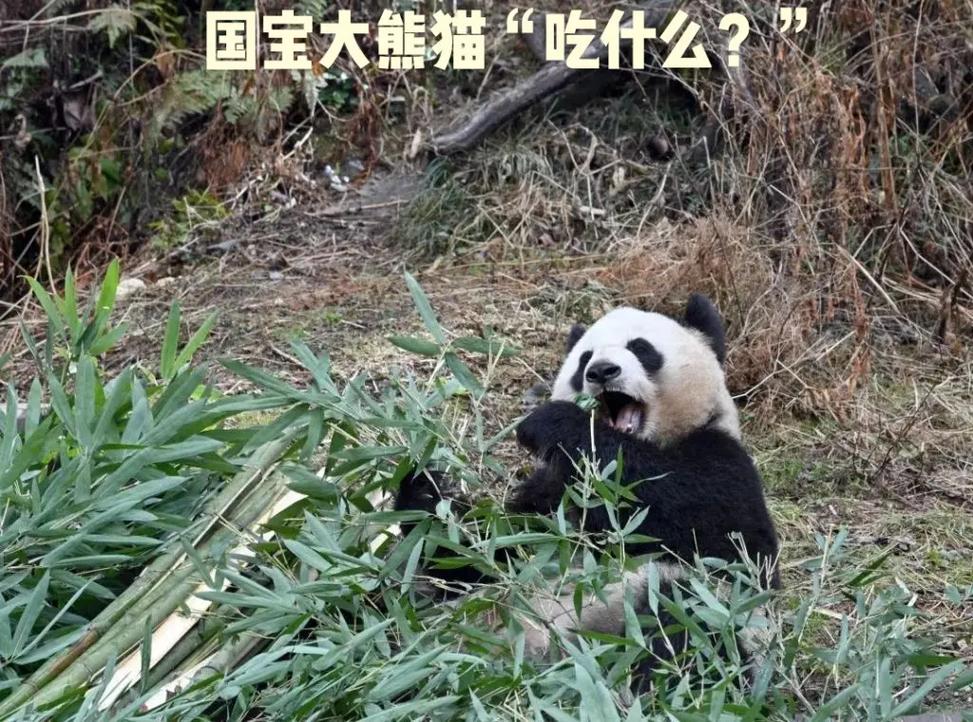 国宝大熊猫"吃什么?".#看好别眨眼 #大熊猫 #国宝不愧是 - 抖音