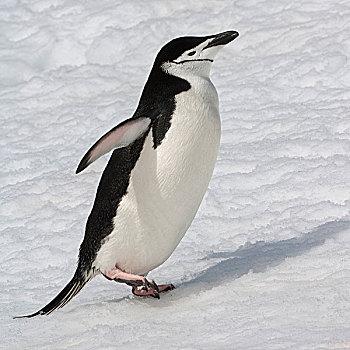 帽带企鹅,南极企鹅,走,半月,岛屿,南,设得兰群岛,南极半岛