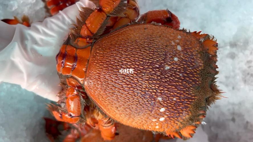野生龙蟹(珍珠蟹)1只约6两-1斤多……清蒸粉丝