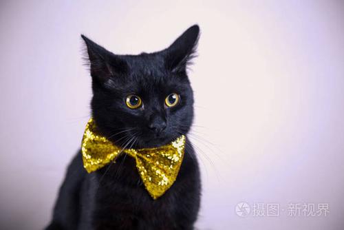 在明亮的背景上领结可爱黑猫