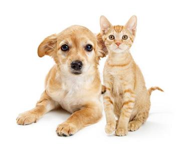 漂亮的黄褐色颜色小猫和小狗同时照片