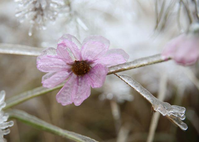 这是12月11日在湖南张家界市武陵源区梓山漫居民宿拍摄的冰冻花朵.