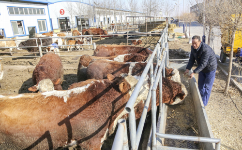 2020年12月31日,平罗县庙庙湖村肉牛养殖园内的养殖户查看肉牛长势.