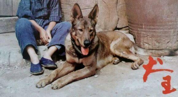 1993年,功勋军犬绑炸药拍戏,炸得粉碎,导演:必须要死一条狗